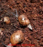 Achatina - Oblovky